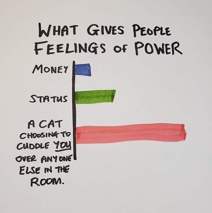 Get Ready to LOL at These 36 Cat Memes You'll Totally Recognize