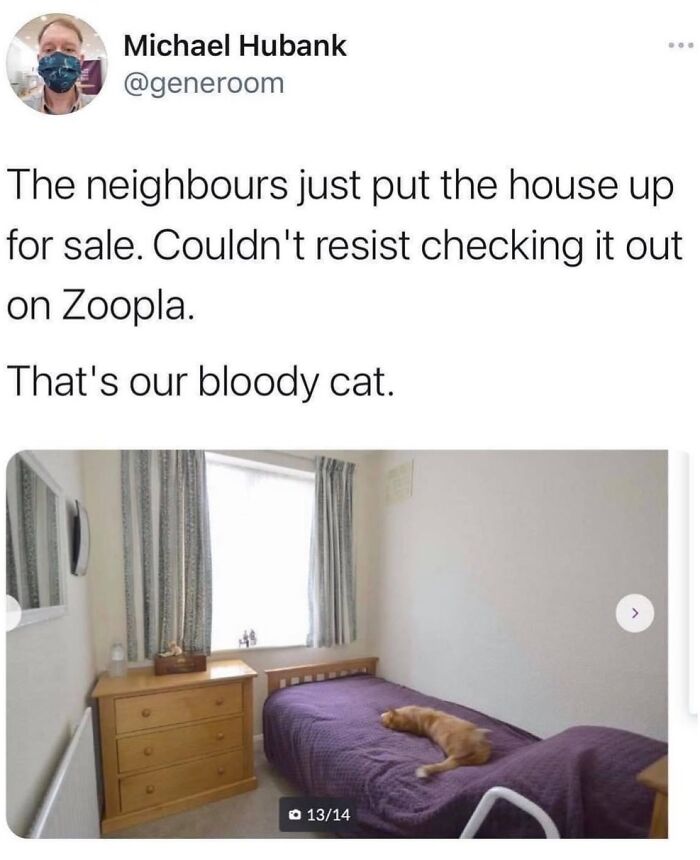 Get Ready to LOL at These 36 Cat Memes You'll Totally Recognize