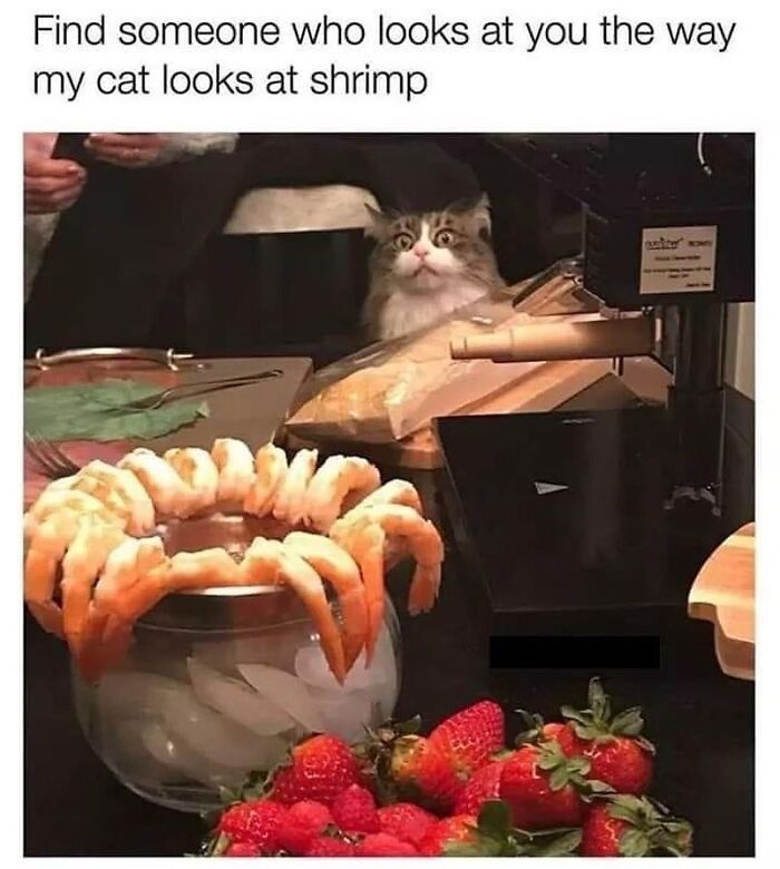 Get Ready to LOL at These 36 Cat Memes You'll Totally Recognize