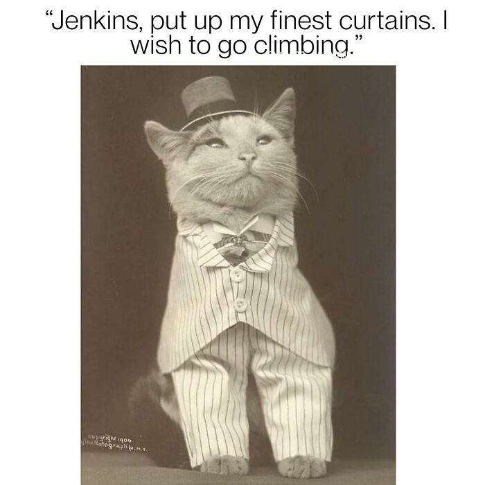 Get Ready to LOL at These 36 Cat Memes You'll Totally Recognize