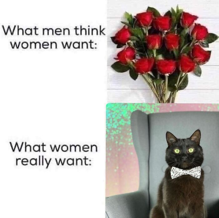 Get Ready to LOL at These 36 Cat Memes You'll Totally Recognize