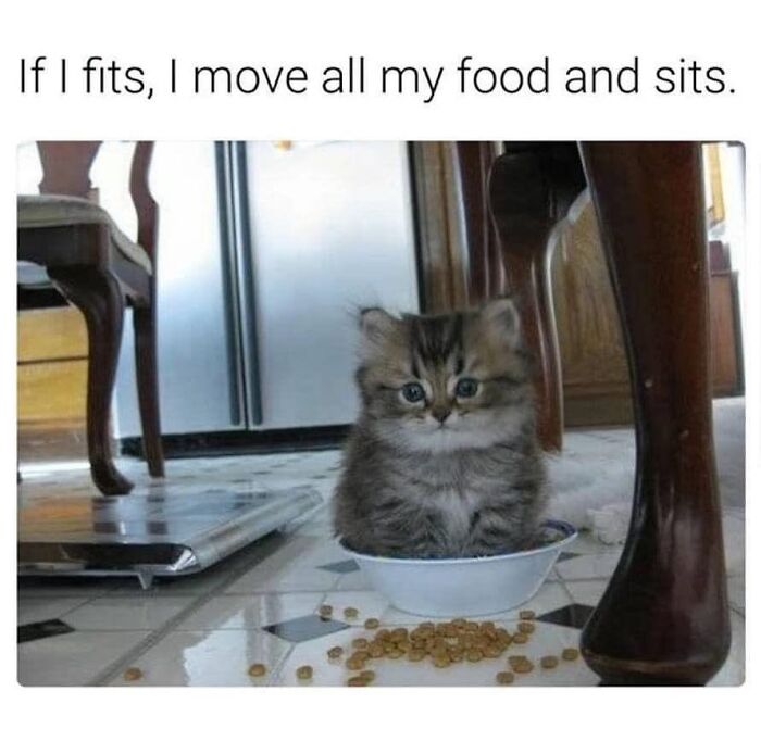 Get Ready to LOL at These 36 Cat Memes You'll Totally Recognize