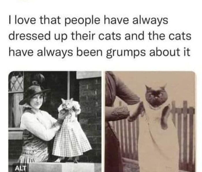 Get Ready to LOL at These 36 Cat Memes You'll Totally Recognize