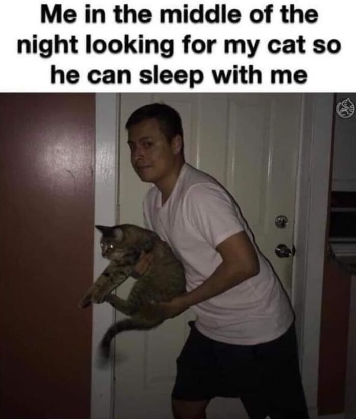 Get Ready to LOL at These 36 Cat Memes You'll Totally Recognize