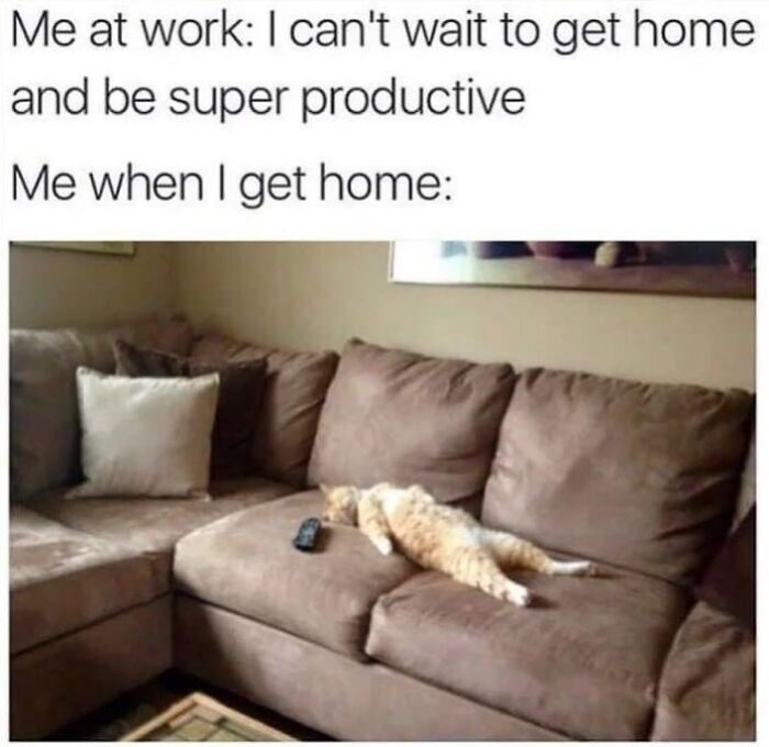 Get Ready to LOL at These 36 Cat Memes You'll Totally Recognize