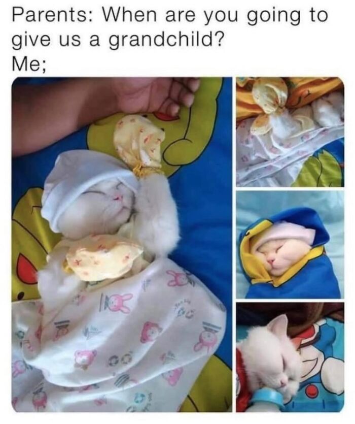 Get Ready to LOL at These 36 Cat Memes You'll Totally Recognize