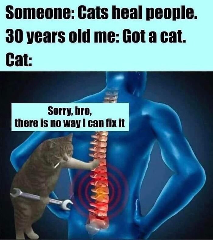 Get Ready to LOL at These 36 Cat Memes You'll Totally Recognize