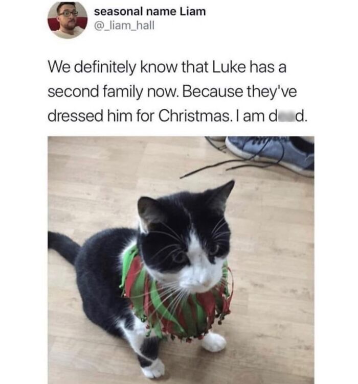 Get Ready to LOL at These 36 Cat Memes You'll Totally Recognize