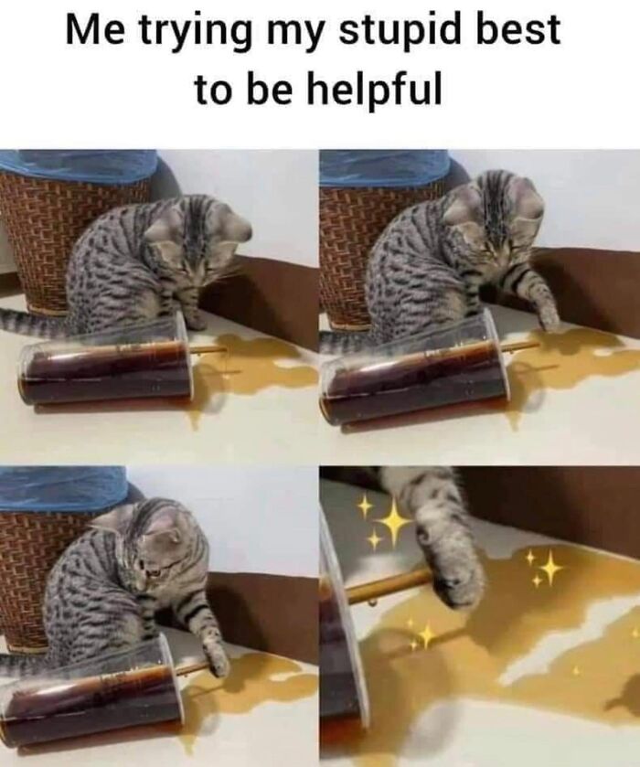 Get Ready to LOL at These 36 Cat Memes You'll Totally Recognize