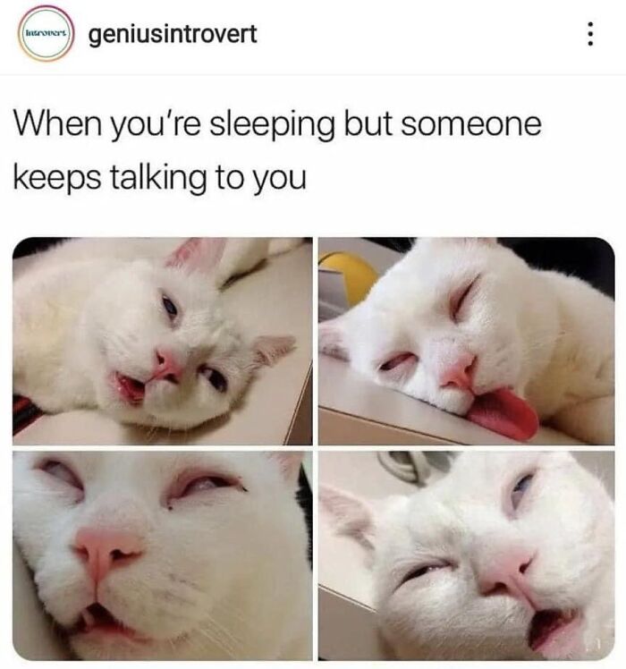 Get Ready to LOL at These 36 Cat Memes You'll Totally Recognize
