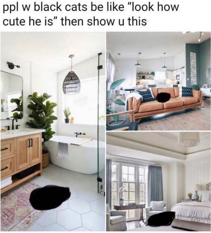 Get Ready to LOL at These 36 Cat Memes You'll Totally Recognize