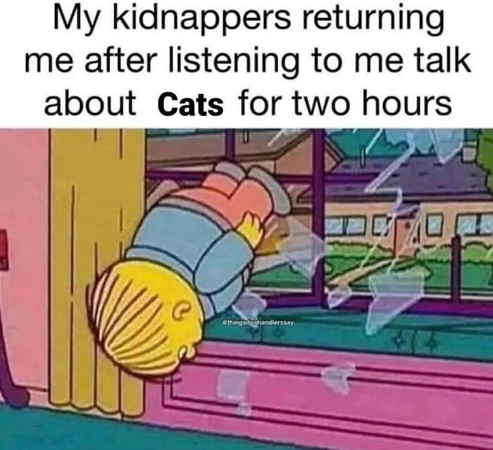 Get Ready to LOL at These 36 Cat Memes You'll Totally Recognize
