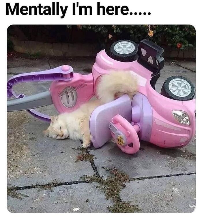 Get Ready to LOL at These 36 Cat Memes You'll Totally Recognize