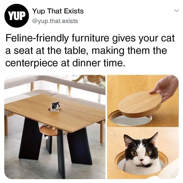 Get Ready to LOL at These 36 Cat Memes You'll Totally Recognize
