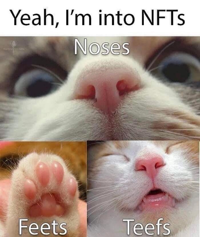 Get Ready to LOL at These 36 Cat Memes You'll Totally Recognize