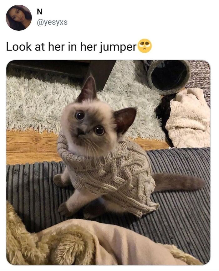 Get Ready to LOL at These 36 Cat Memes You'll Totally Recognize