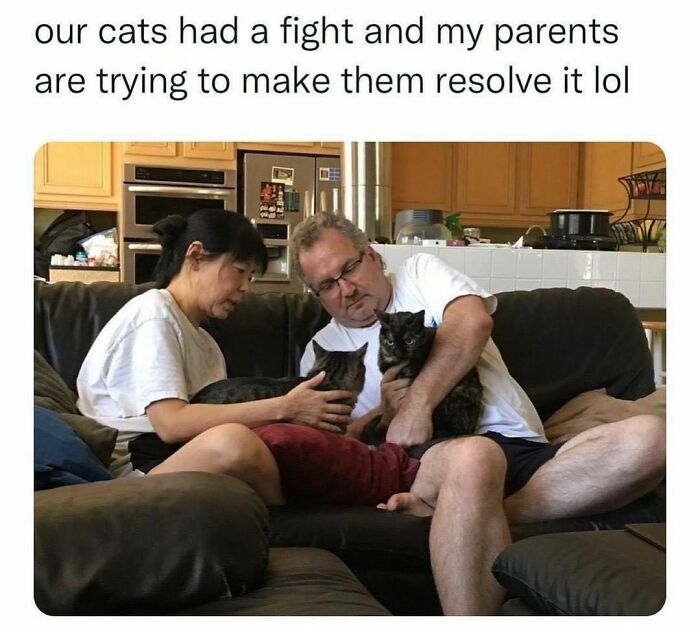Get Ready to LOL at These 36 Cat Memes You'll Totally Recognize