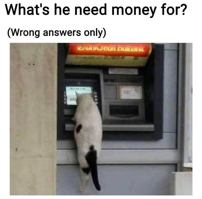 Get Ready to LOL at These 36 Cat Memes You'll Totally Recognize