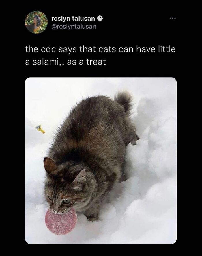 Get Ready to LOL at These 36 Cat Memes You'll Totally Recognize