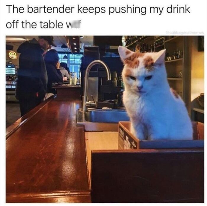 Get Ready to LOL at These 36 Cat Memes You'll Totally Recognize