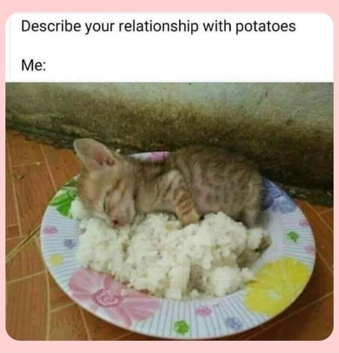 Get Ready to LOL at These 36 Cat Memes You'll Totally Recognize