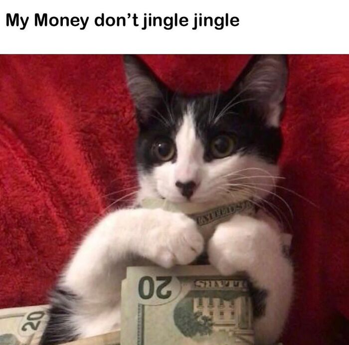 Get Ready to LOL at These 36 Cat Memes You'll Totally Recognize