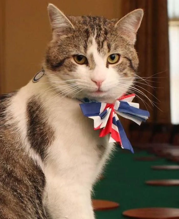 Larry The Cat: Chief Mouser and All-Around Boss at 10 Downing Street