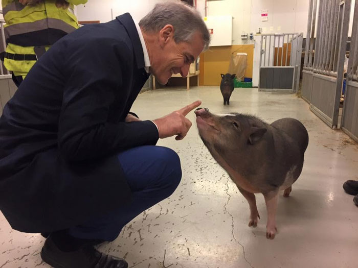 Norway’s Prime Minister Meets a Pig and It’s Instant Friendship