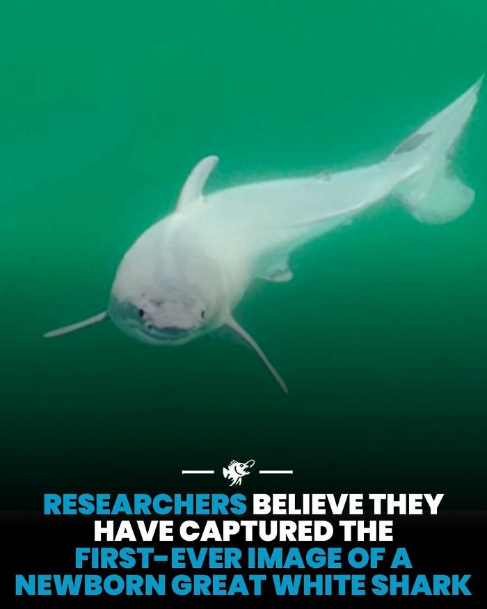 Wait, They Actually Shared These Crazy Ocean Facts?!