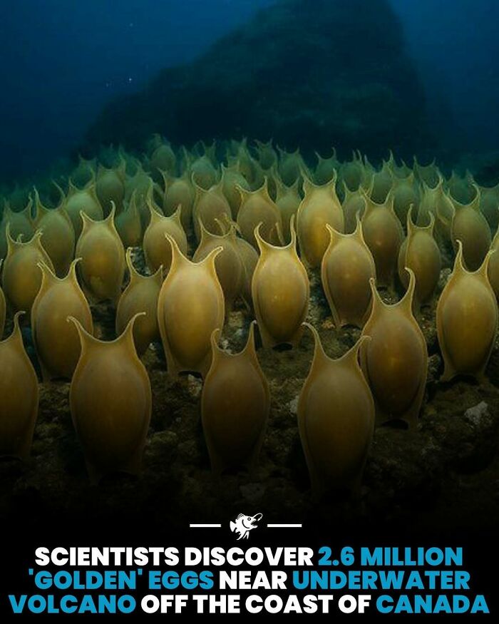 Wait, They Actually Shared These Crazy Ocean Facts?!
