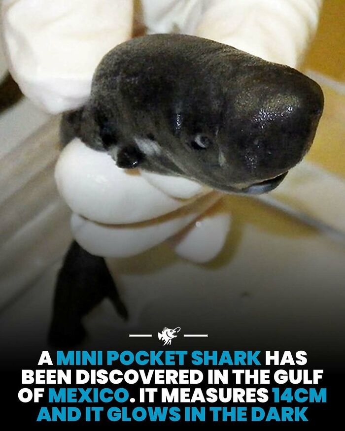 Wait, They Actually Shared These Crazy Ocean Facts?!
