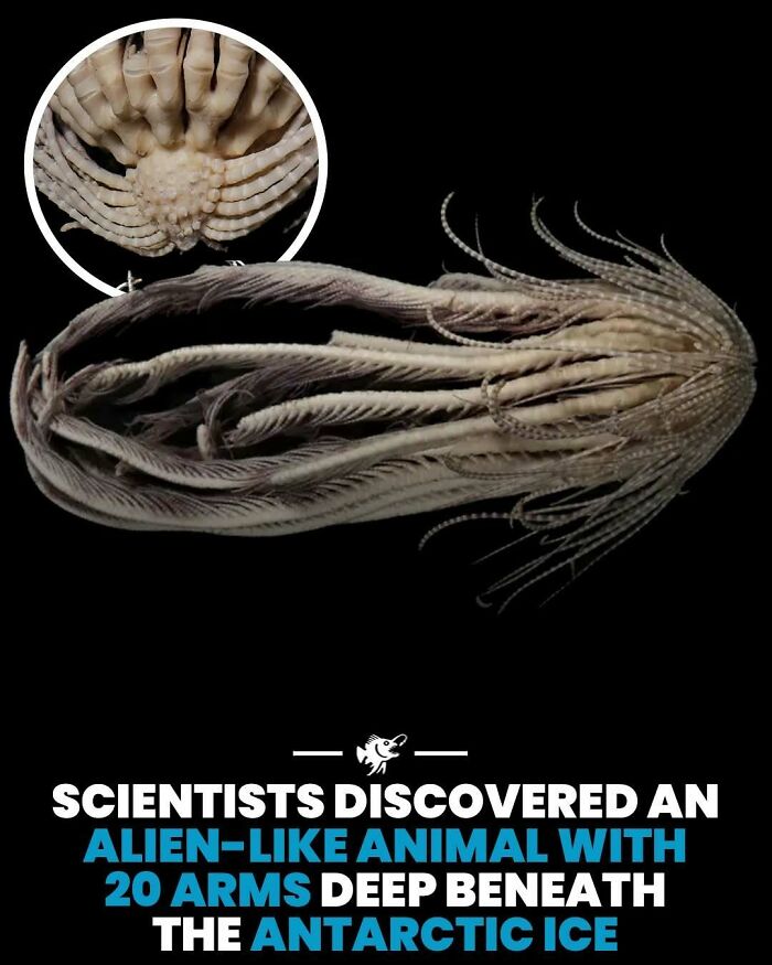 Wait, They Actually Shared These Crazy Ocean Facts?!