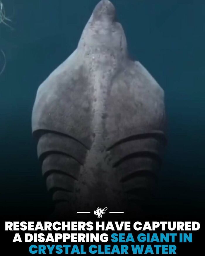 Wait, They Actually Shared These Crazy Ocean Facts?!