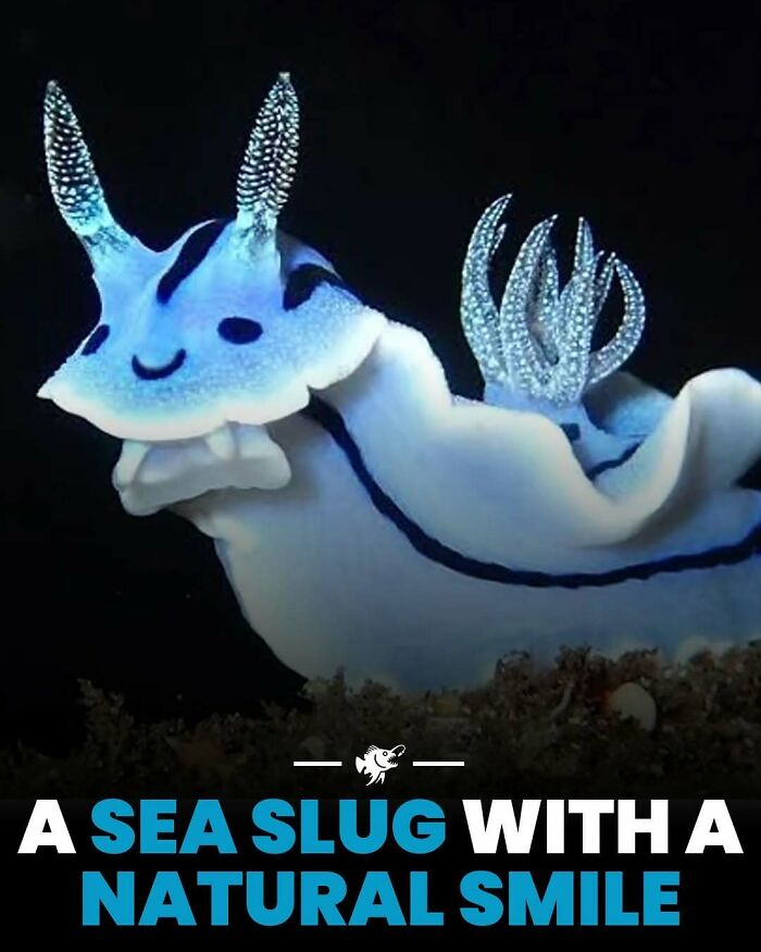 Wait, They Actually Shared These Crazy Ocean Facts?!