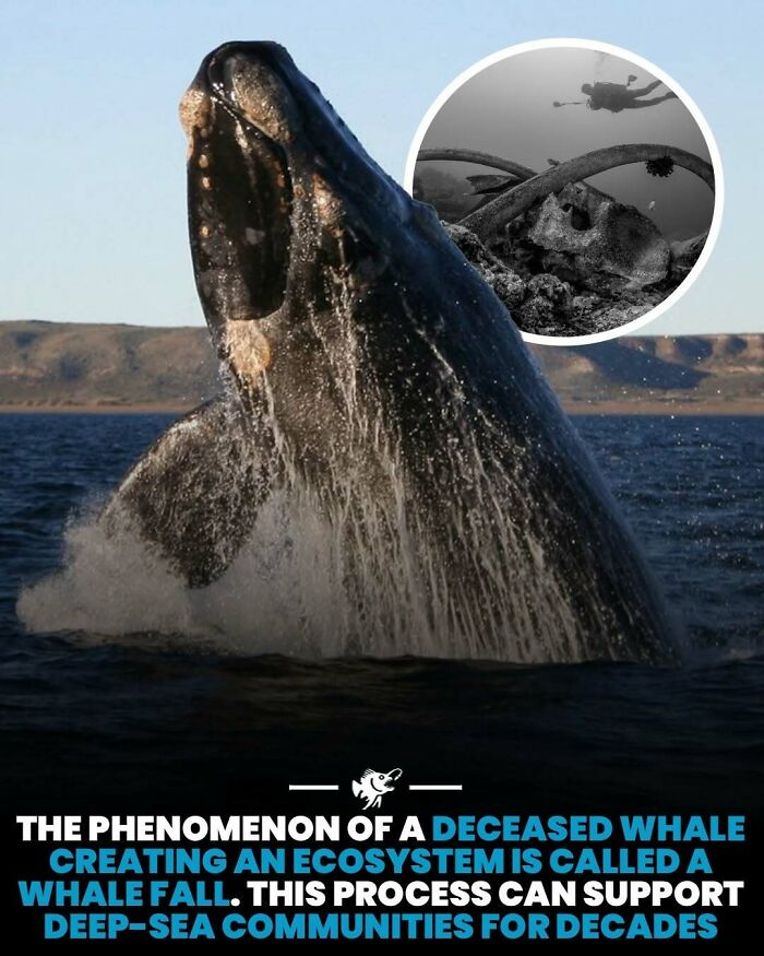 Wait, They Actually Shared These Crazy Ocean Facts?!
