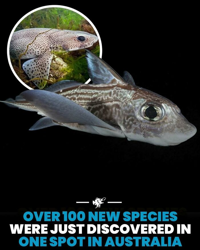 Wait, They Actually Shared These Crazy Ocean Facts?!