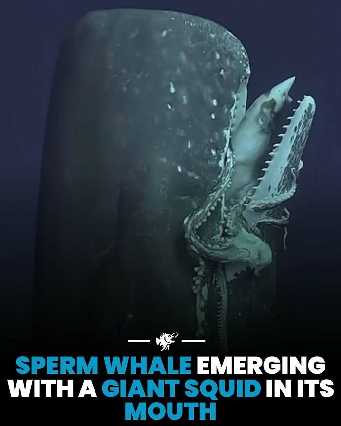 Wait, They Actually Shared These Crazy Ocean Facts?!