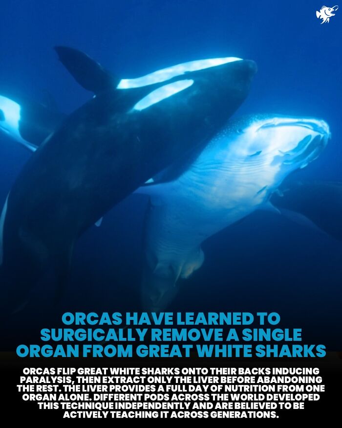 Wait, They Actually Shared These Crazy Ocean Facts?!