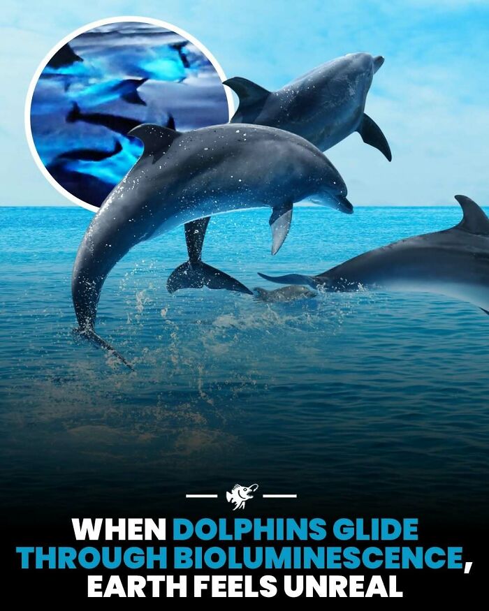 Wait, They Actually Shared These Crazy Ocean Facts?!