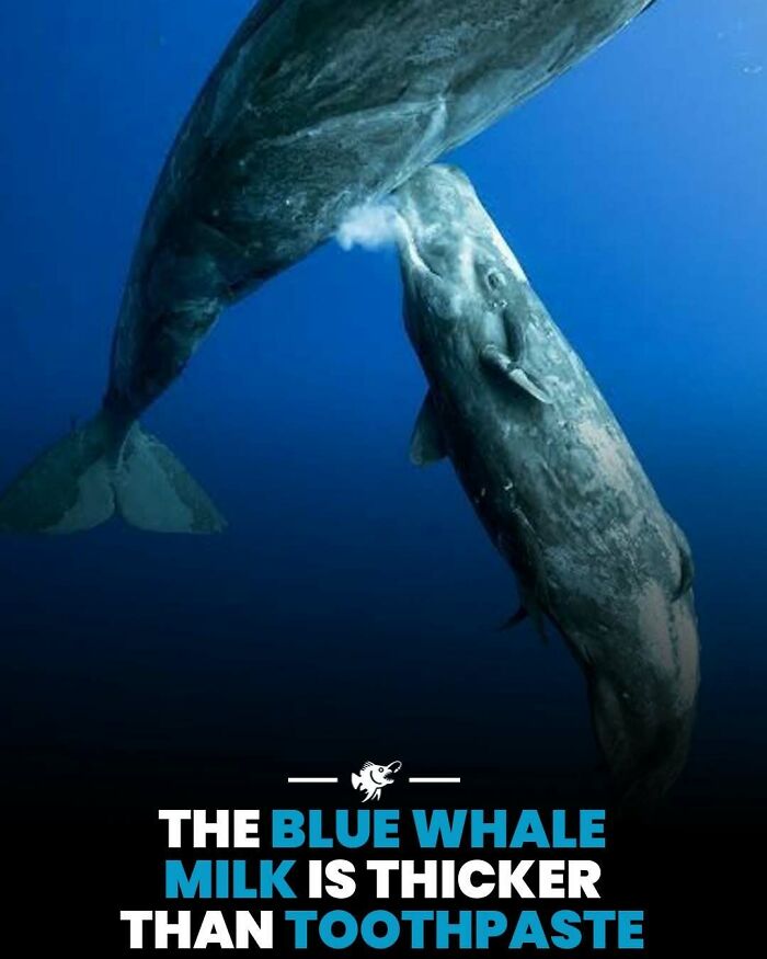 Wait, They Actually Shared These Crazy Ocean Facts?!