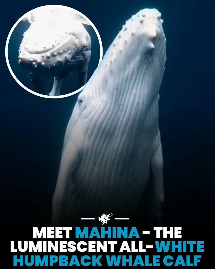 Wait, They Actually Shared These Crazy Ocean Facts?!