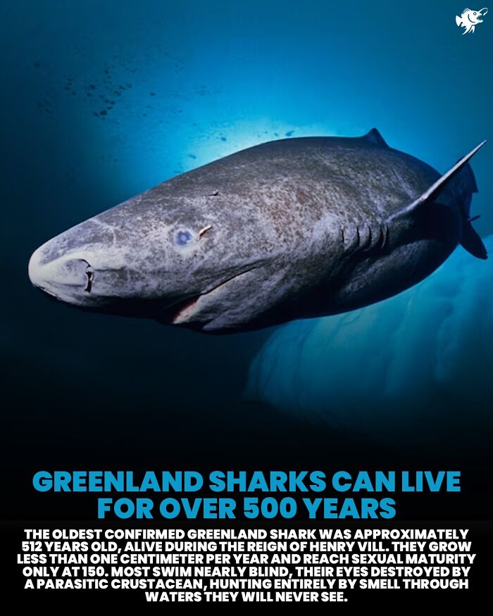 Wait, They Actually Shared These Crazy Ocean Facts?!
