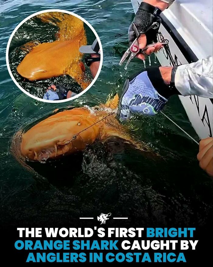 Wait, They Actually Shared These Crazy Ocean Facts?!