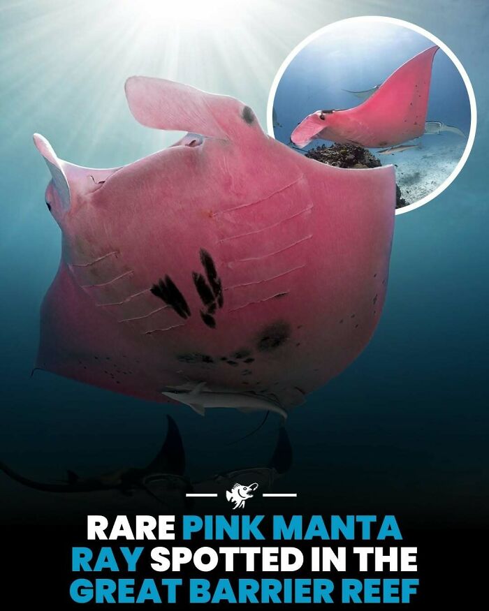 Wait, They Actually Shared These Crazy Ocean Facts?!