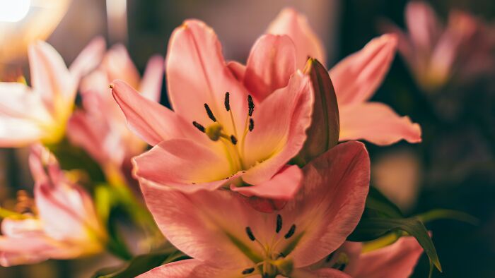 Told Family to Toss Lilies Because They’re Deadly for My Cats