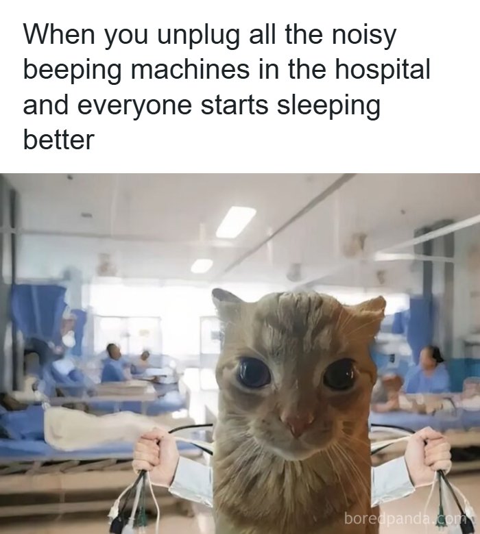Wait, They Actually Ranked These Memes?!