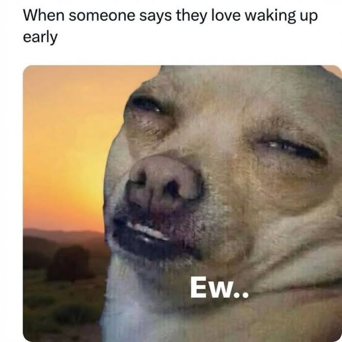 Wait, They Actually Ranked These Memes?!