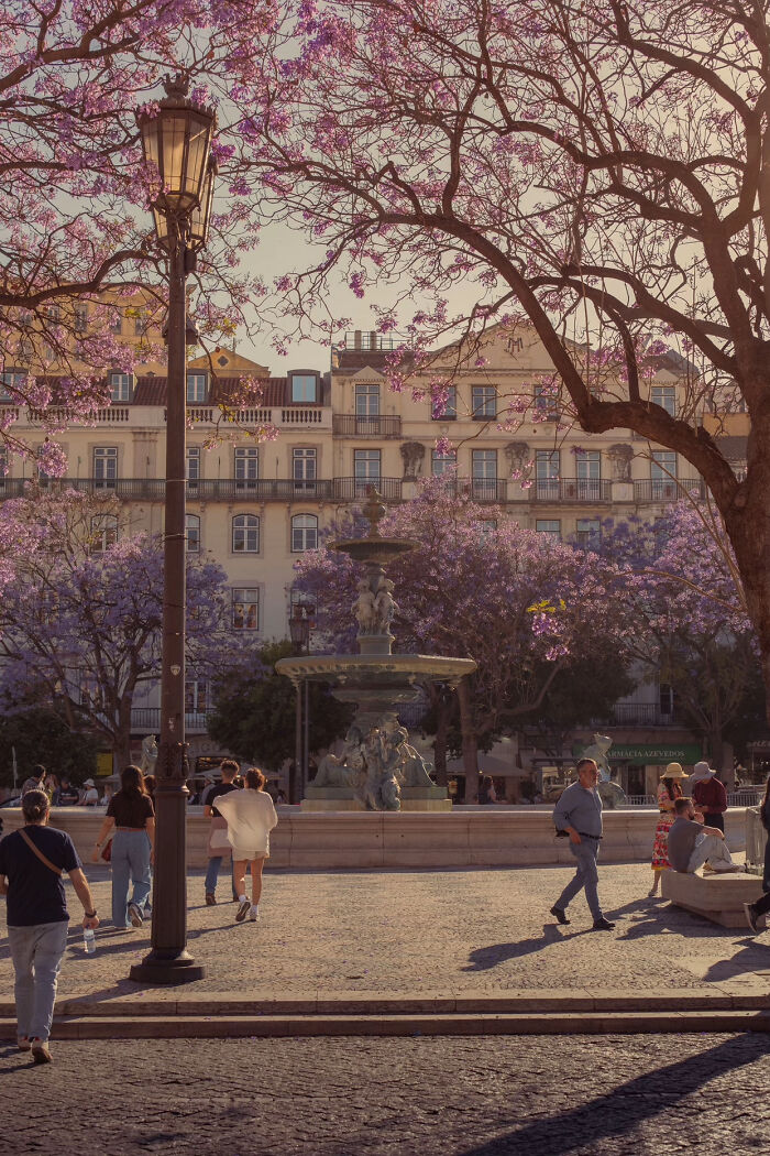 Springtime Blossoms In Sunny Lisbon