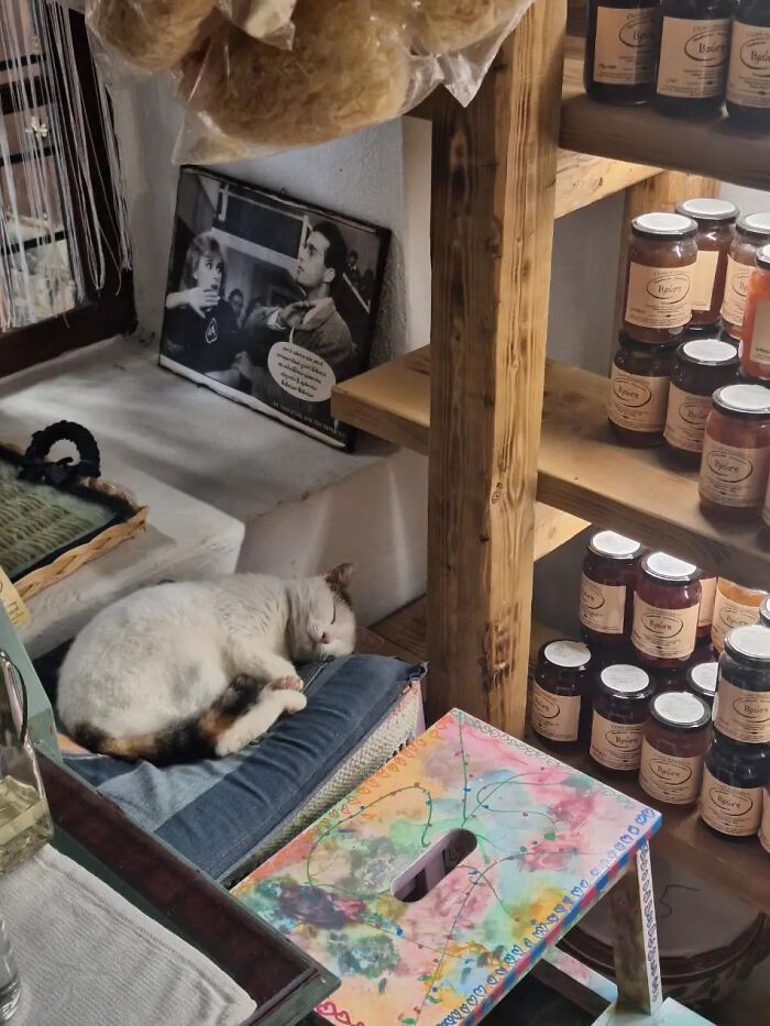 That Perfect Cat Photo (Feline Royalty Spotting)
