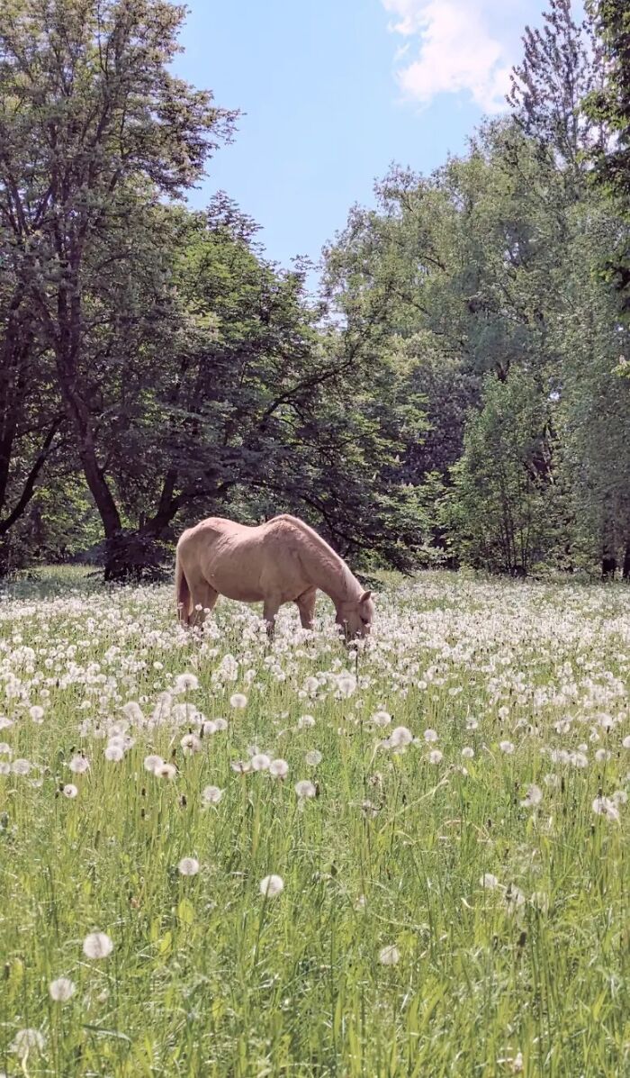 Summer Horse Vibes (Majestic Much?)